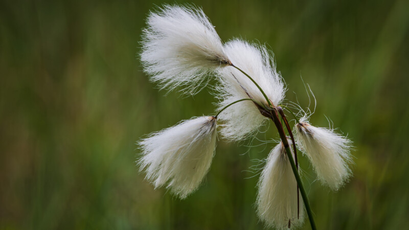 #7 Cottongrass