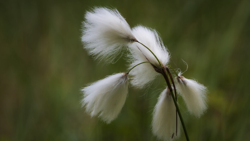 #8 Cottongrass - soft