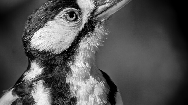 #4 Great Spottet Woodpecker