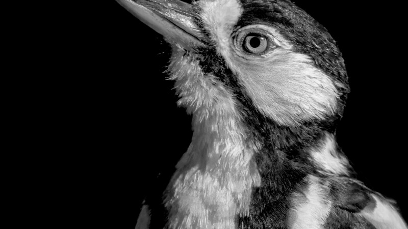 #3 Great Spottet Woodpecker