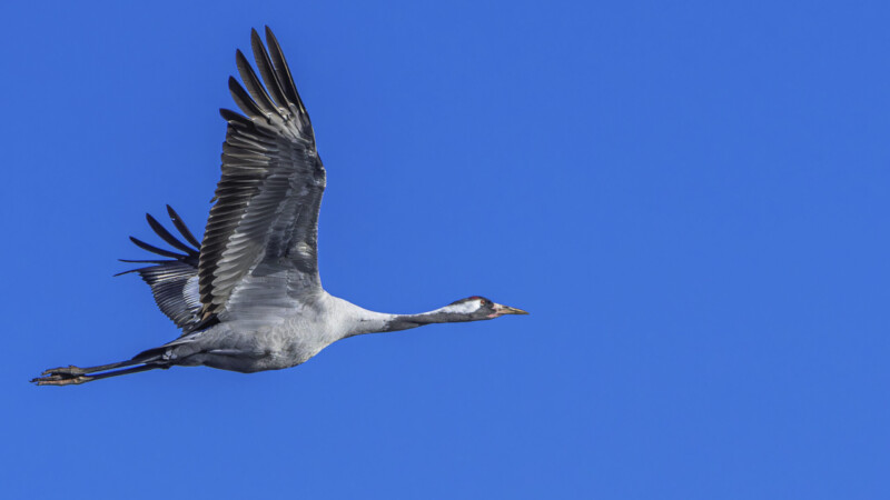 #6 Flying Crane - blue sky