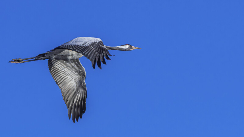 #5 Flying Crane - Blue sky